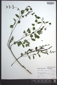 Amorpha glabra image