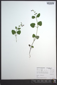 Scutellaria ovata image