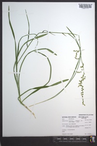 Stenanthium gramineum image