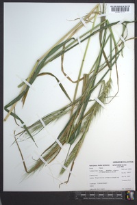 Elymus glabriflorus image