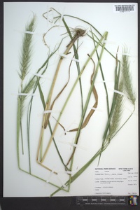 Elymus riparius image