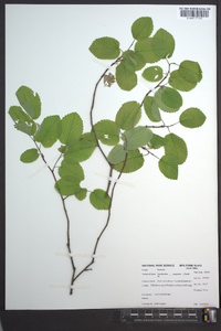 Amelanchier sanguinea image