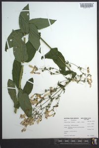 Penstemon smallii image