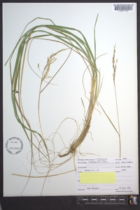 Calamagrostis cainii image