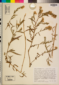 Symphyotrichum chilense var. chilense image