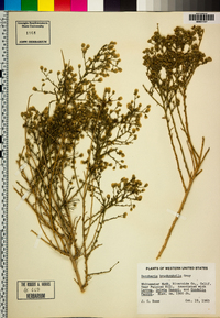 Baccharis brachyphylla image