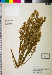 Baccharis neglecta image