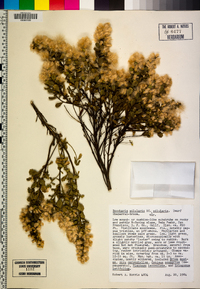 Baccharis pilularis image