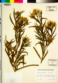 Baccharis salicifolia image