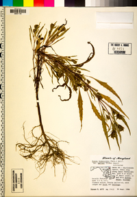 Bidens bidentoides image