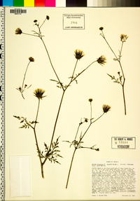 Bidens bipinnata image