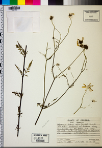 Bidens mitis image