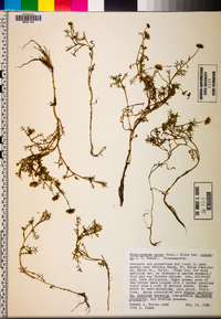 Blennosperma nanum image