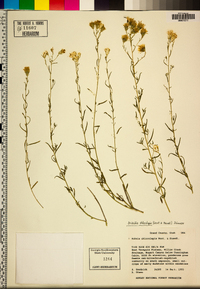 Brickellia eupatorioides image