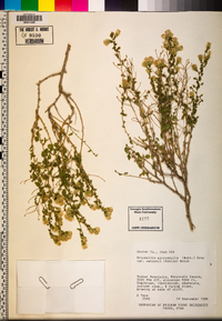 Brickellia microphylla var. watsonii image