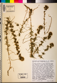 Calycadenia multiglandulosa image