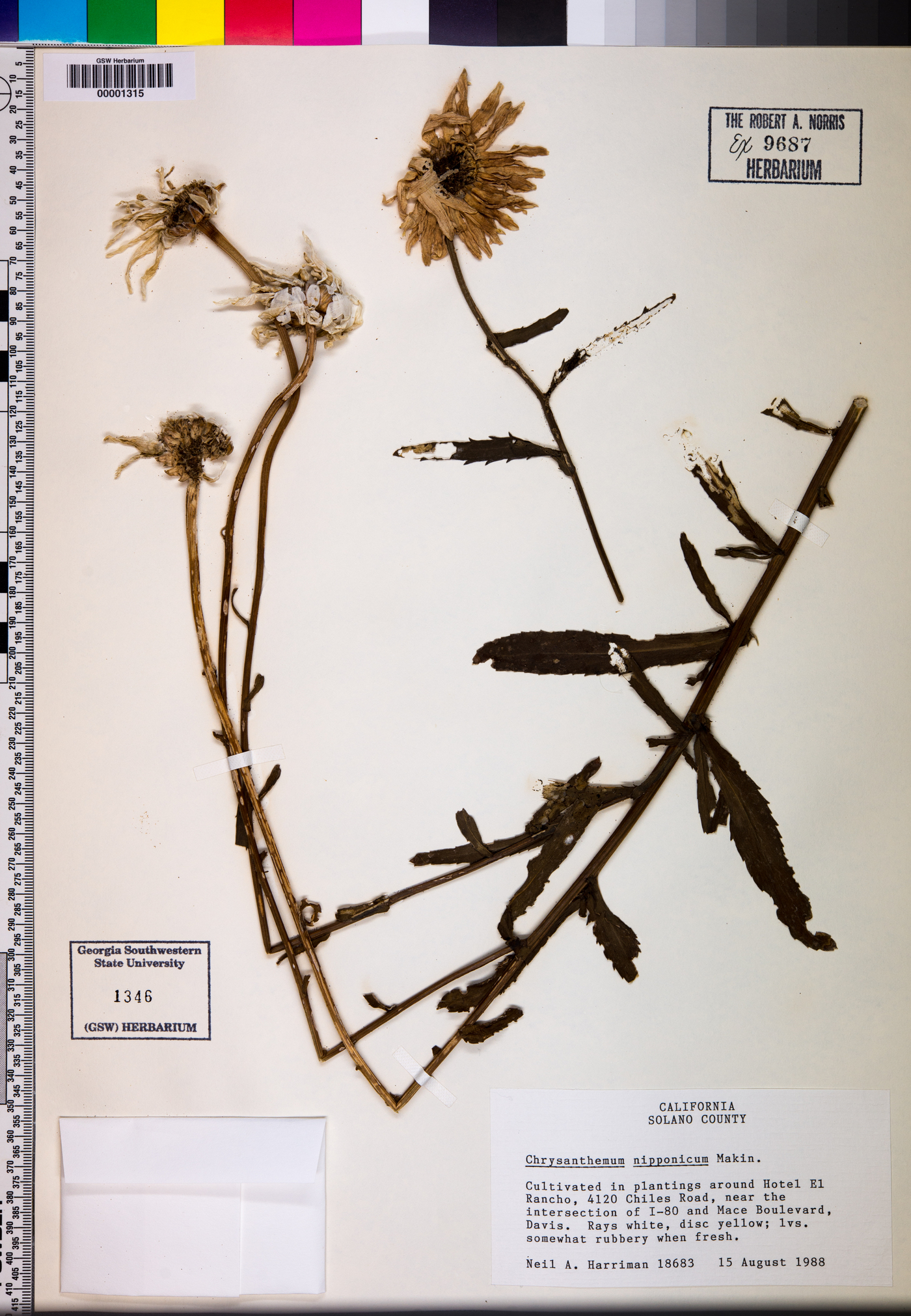 Chrysanthemum nipponicum image