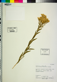 Lorandersonia linifolia image