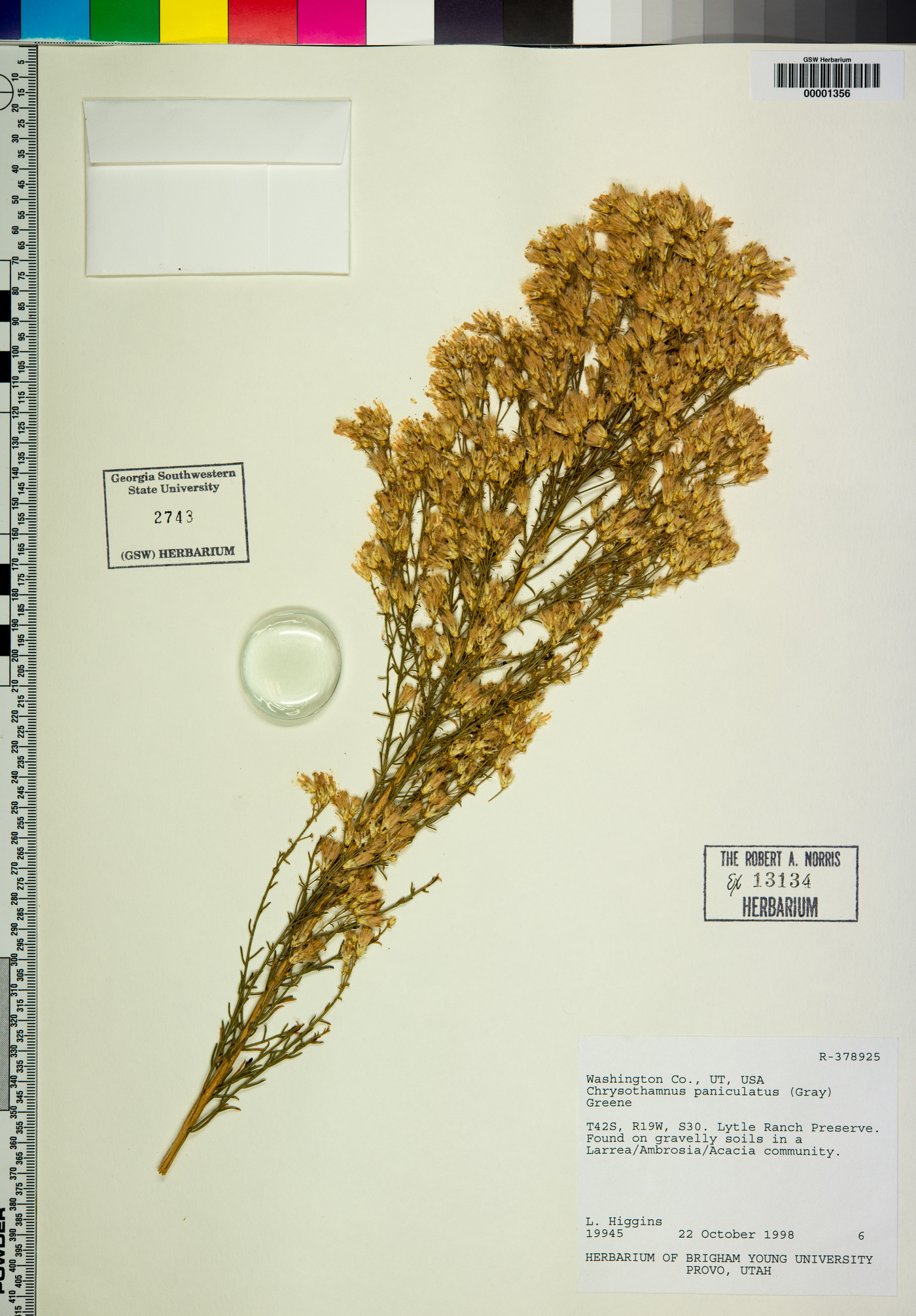 Ericameria paniculata image