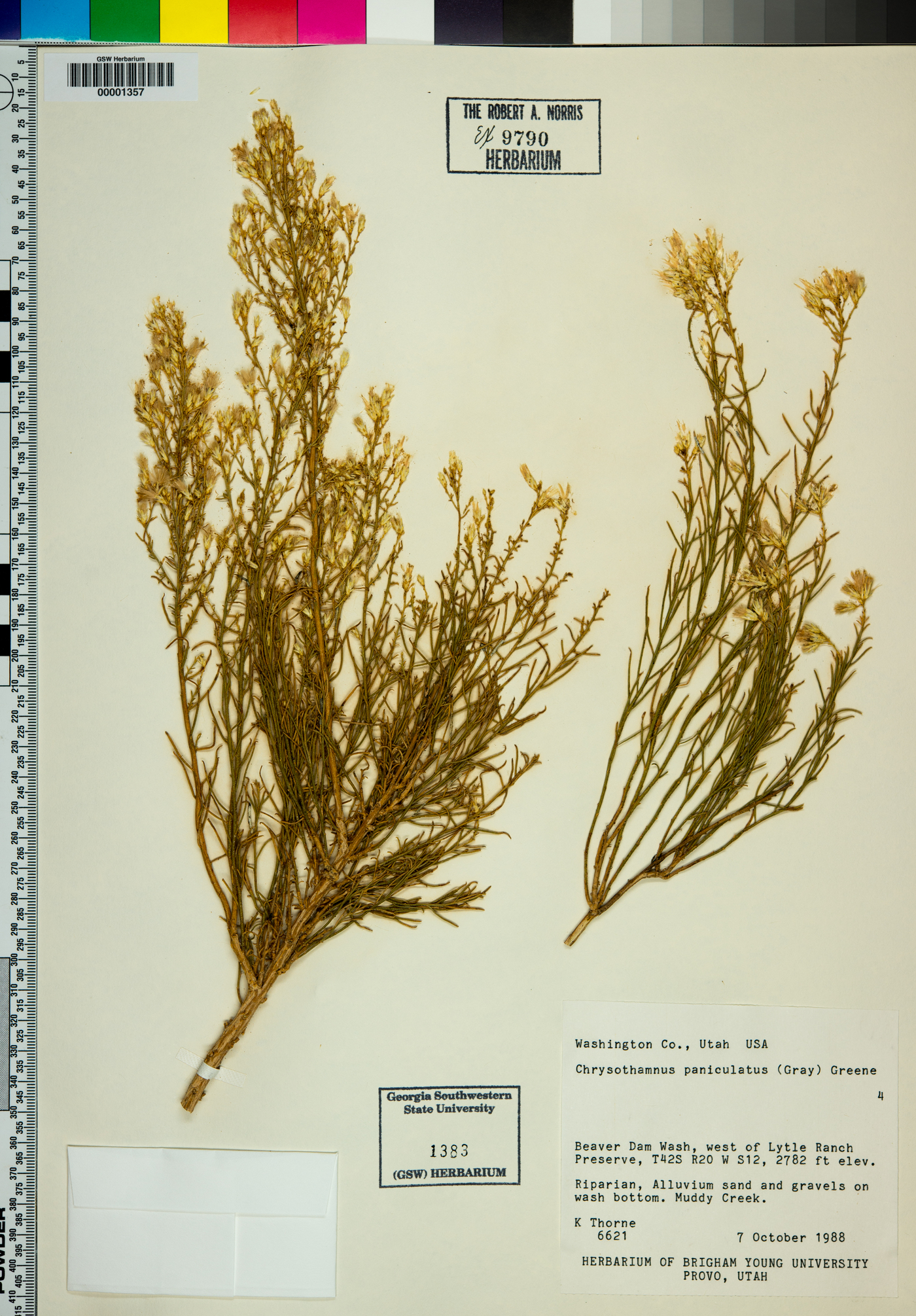 Ericameria paniculata image