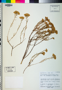 Chrysothamnus viscidiflorus var. stenophyllus image