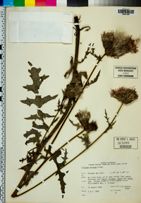 Cirsium muticum image