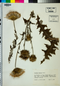 Cirsium texanum image