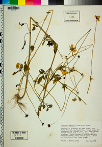 Coreopsis basalis image