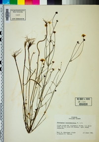 Coreopsis leavenworthii image