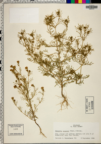 Dyssodia papposa image