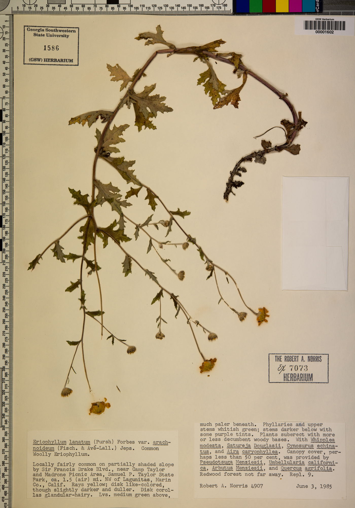 Eriophyllum lanatum var. arachnoideum image