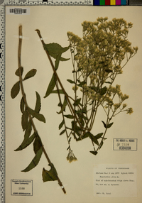 Eupatorium album image