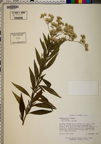 Eupatorium altissimum image