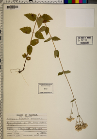 Eupatorium aromaticum image