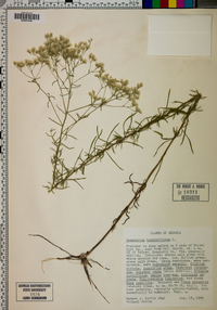 Eupatorium hyssopifolium image