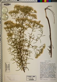 Eupatorium mohrii image