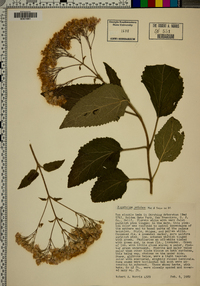 Eupatorium petiolare image