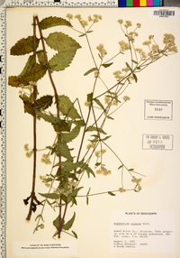 Eupatorium pilosum image