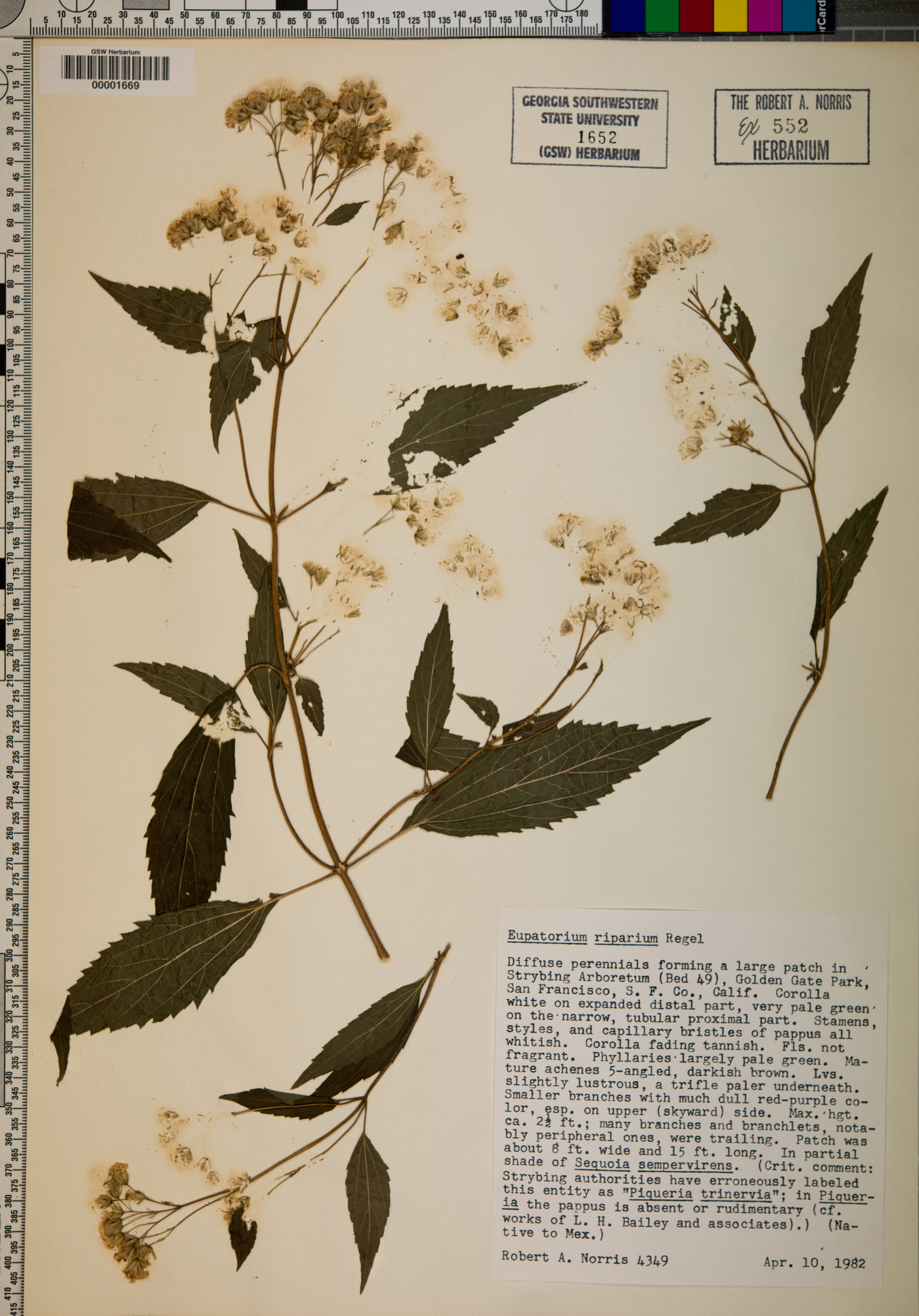 Eupatorium riparium image