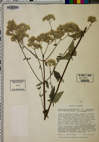 Eupatorium rotundifolium var. saundersii image