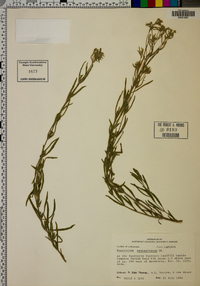 Eupatorium semiserratum image