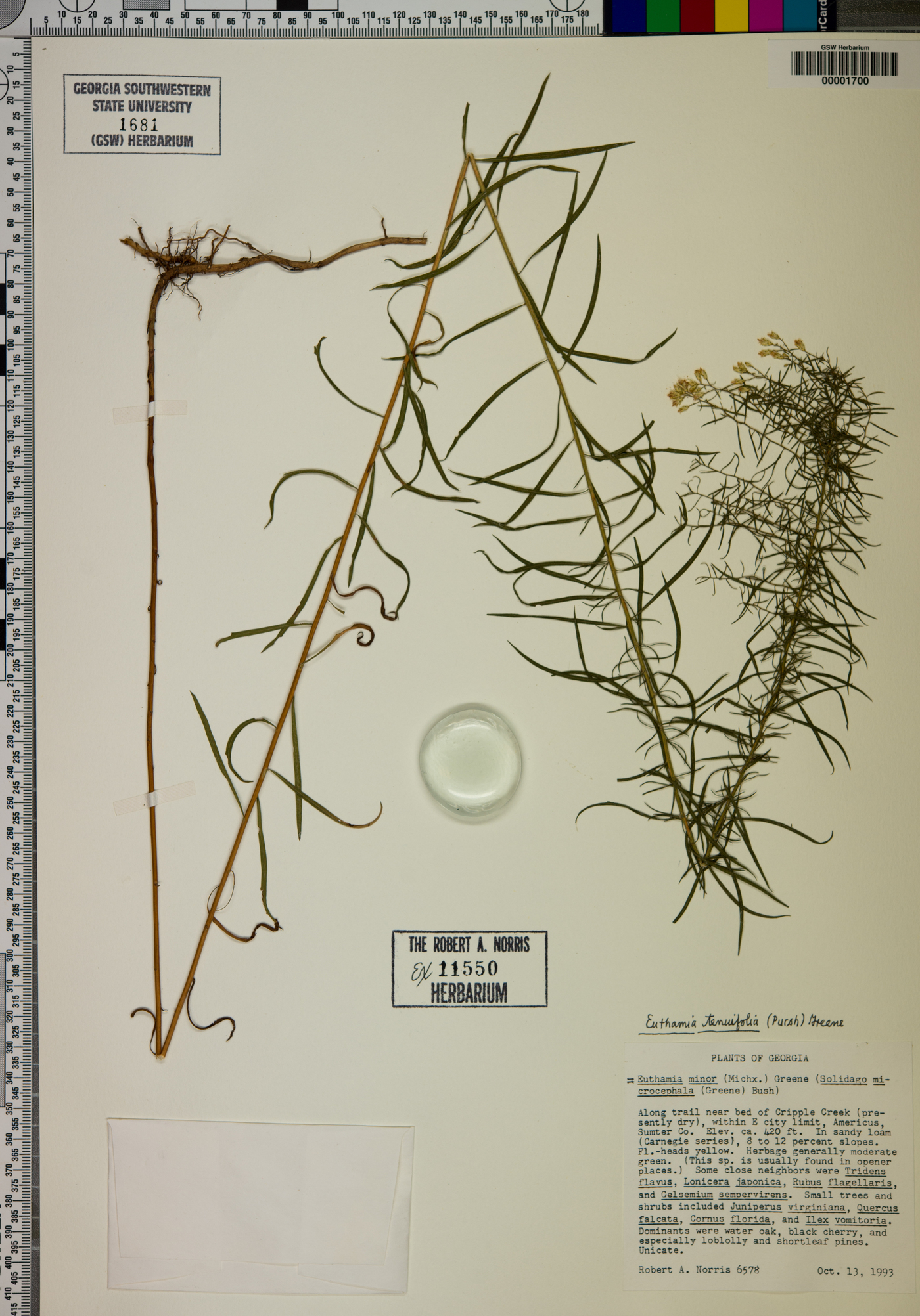 Euthamia tenuifolia image