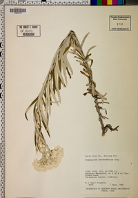 Pseudognaphalium leucocephalum image