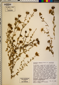 Grindelia camporum var. parviflora image