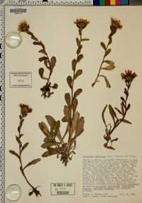 Grindelia latifolia image