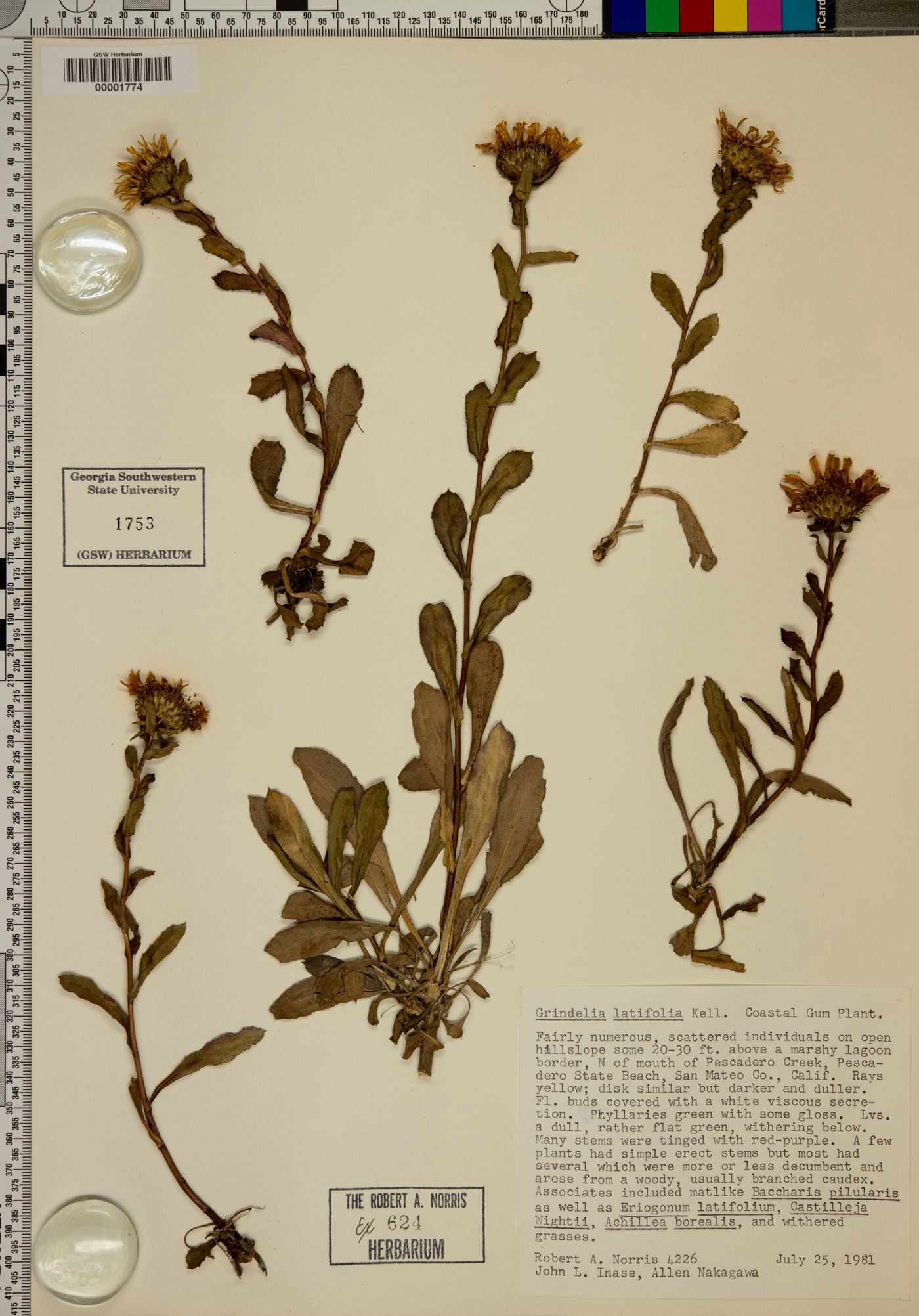 Grindelia latifolia image
