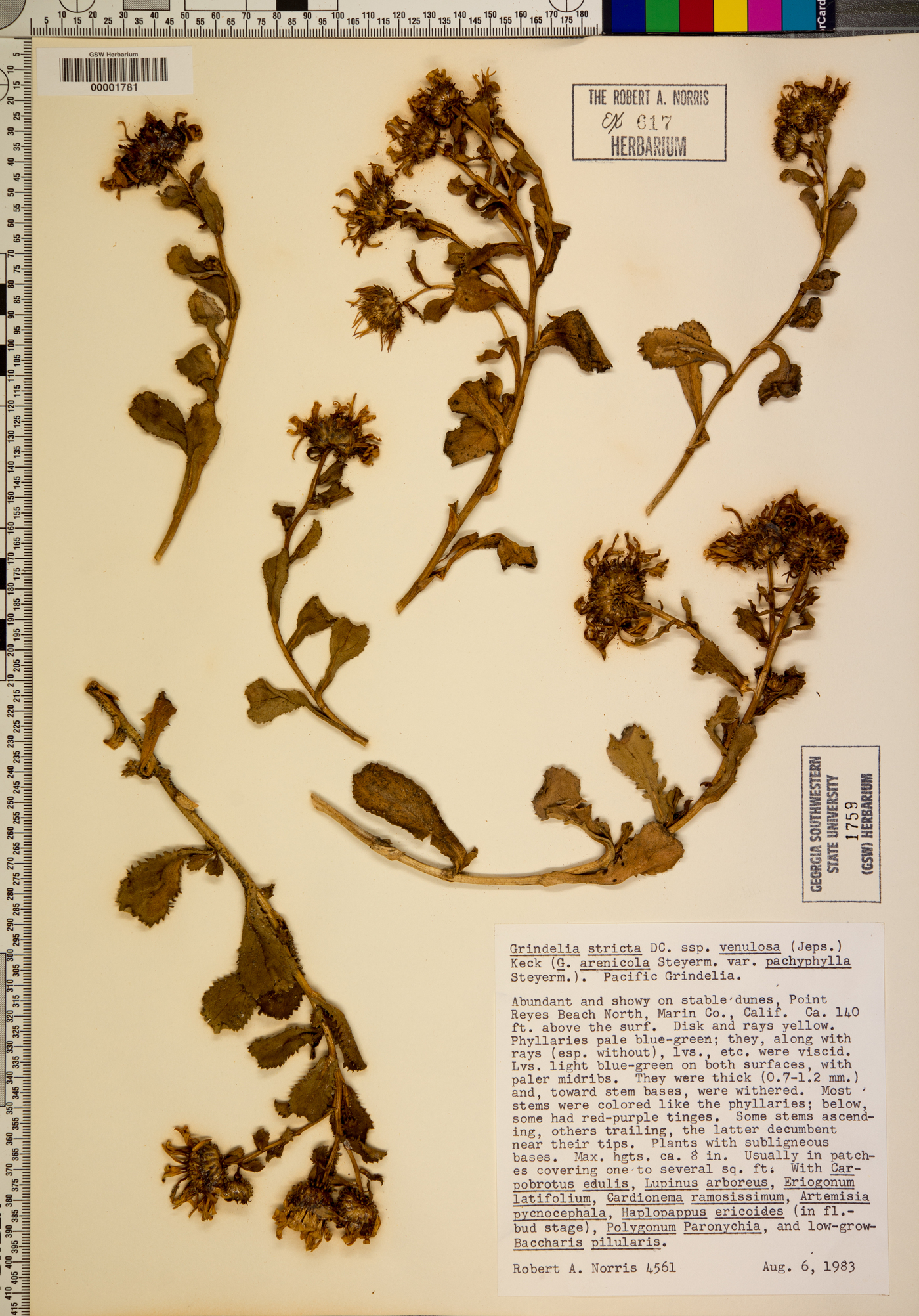 Grindelia stricta subsp. venulosa image