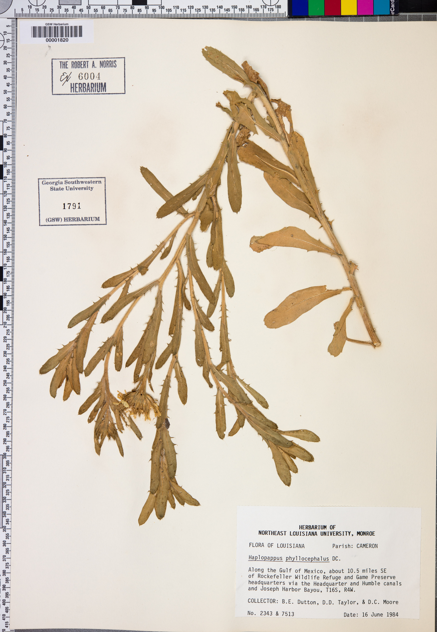 Haplopappus phyllocephalus image