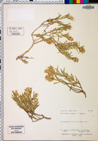 Ericameria zionis image