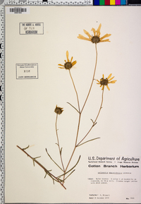 Helianthus angustifolius image